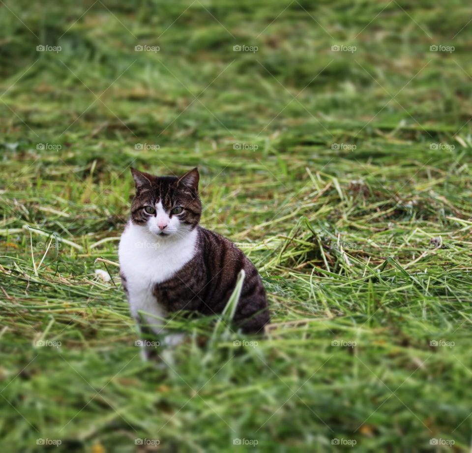 Cat in the meadow