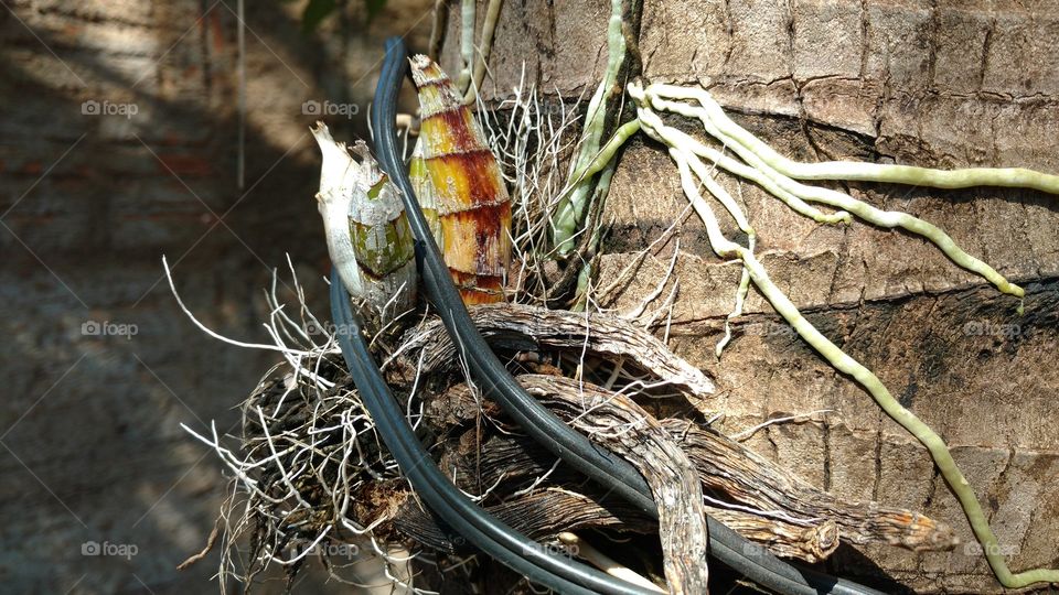 Bananas de Orquídeas enraizadas no caule de um coqueiro.