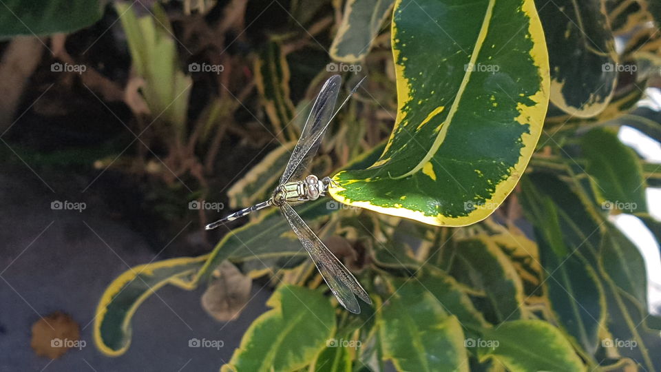 A closeup of a dragonfly perched on a leaf