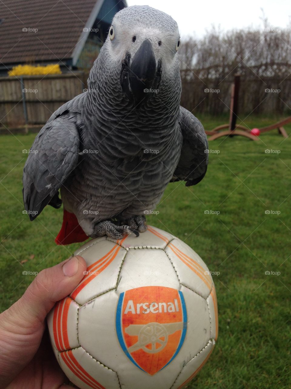 Arsenal. Parrot