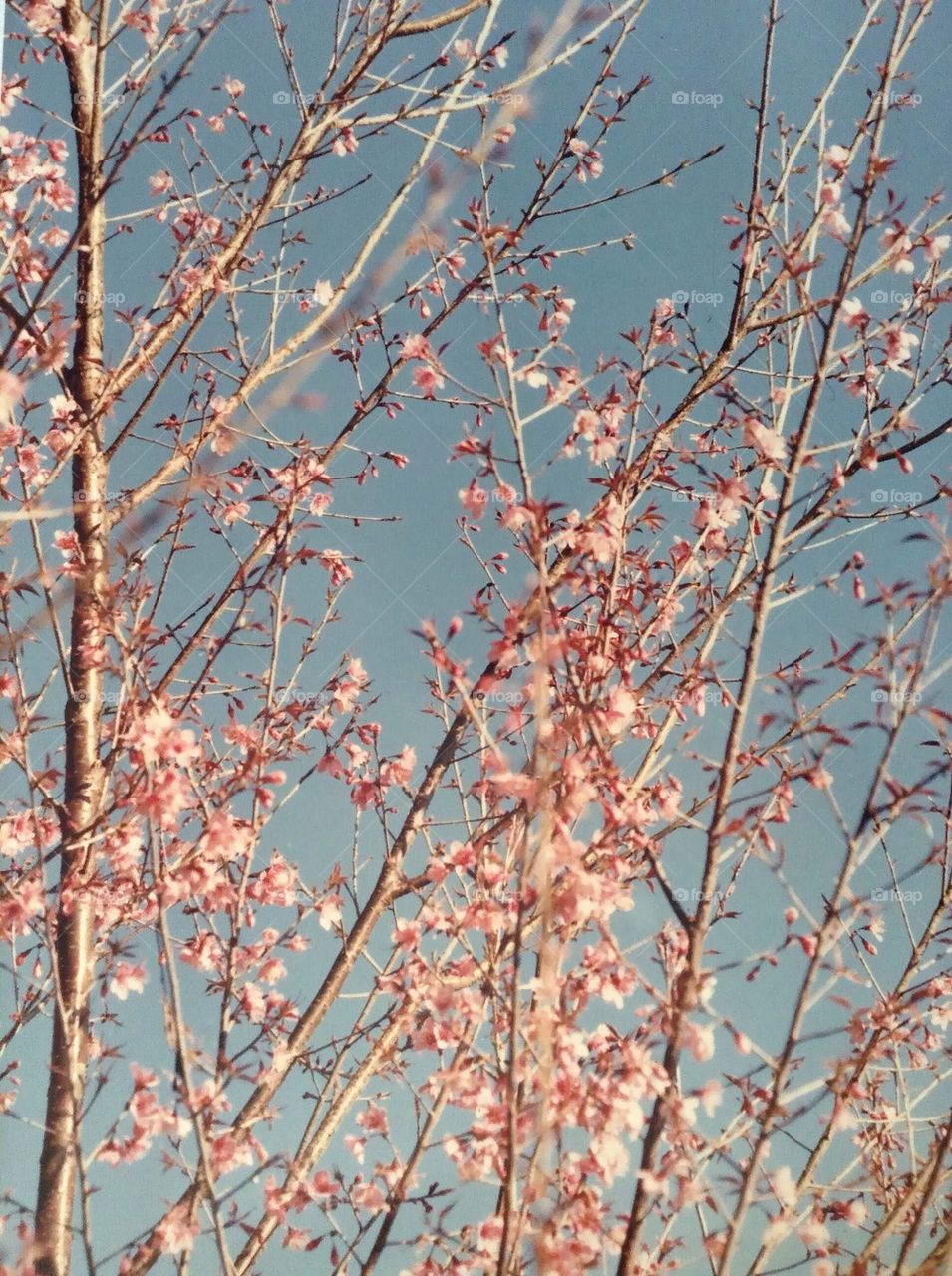 Sakura at Doi Mae Salong