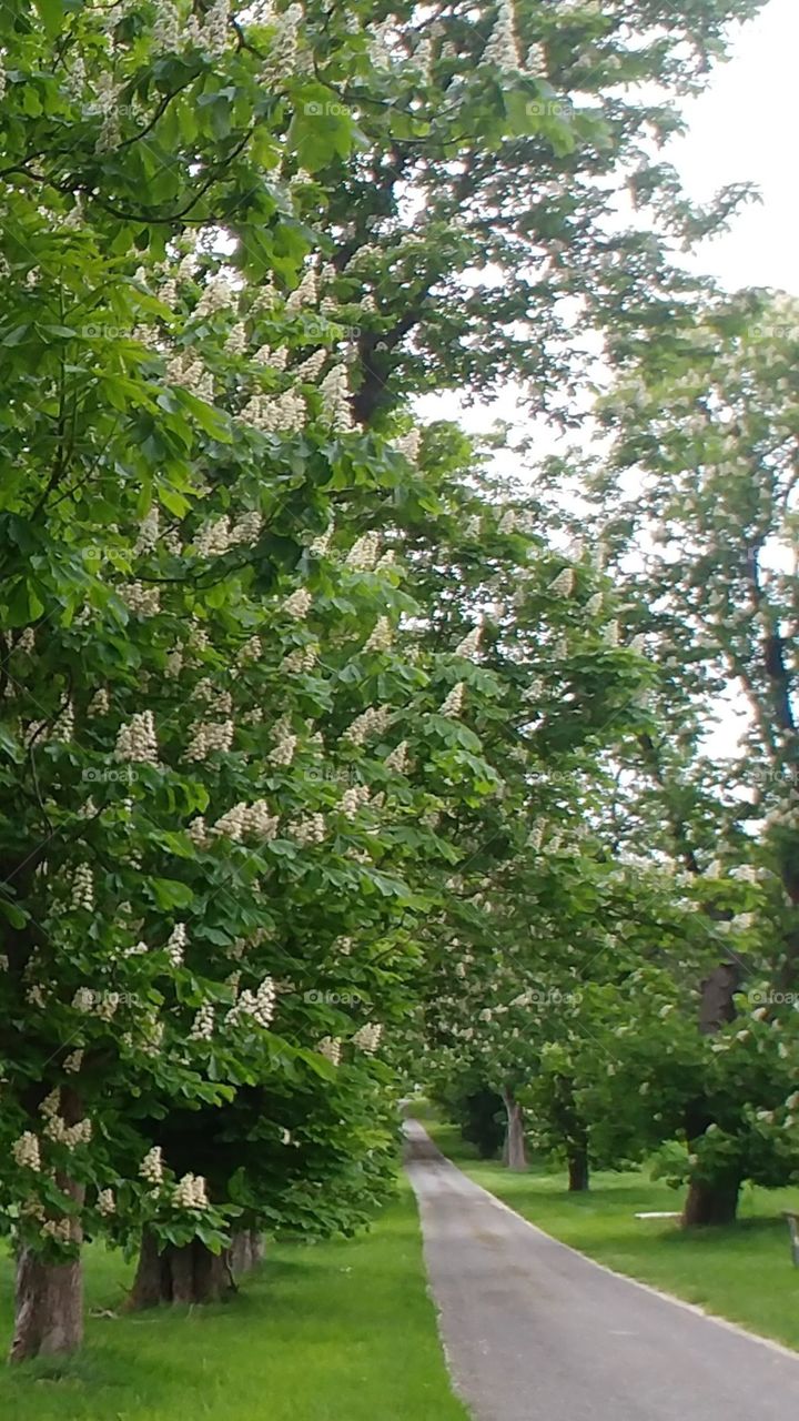 Kastanienbaum kastanienblüte weg Straße. juni Frühling Sommer