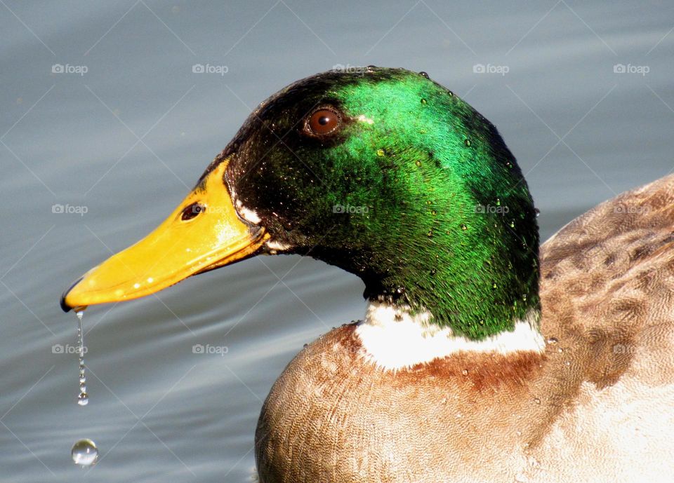 Close-up of duck swimming on water