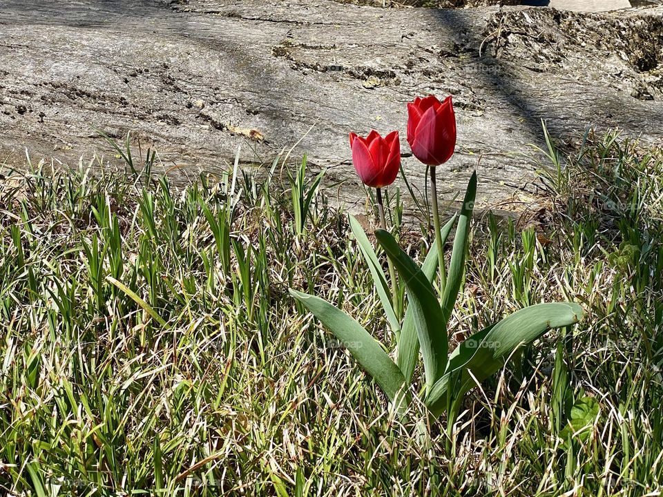 Two bright red tulips