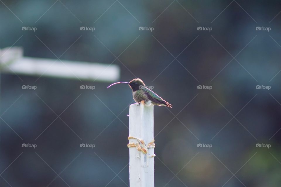 Red Throated Hummingbird with its tongue out