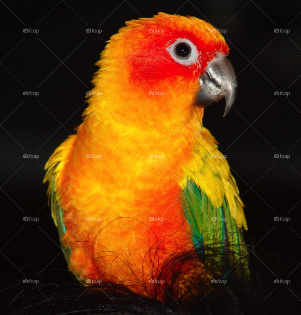 nature colorful sam sun conure by delvec