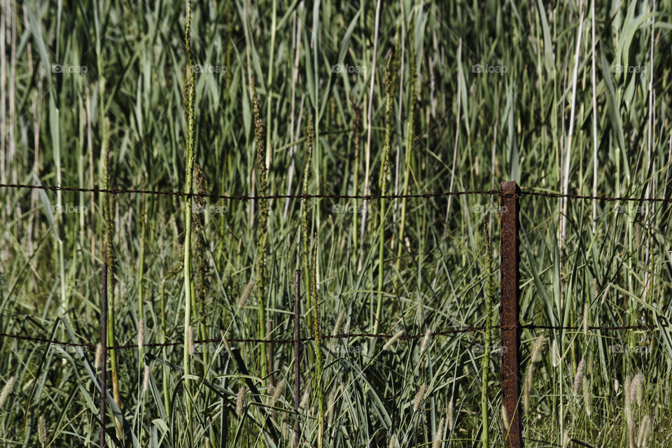 Rusty Iron Fence Perimeter In Front Of Reeds In Marsh Area