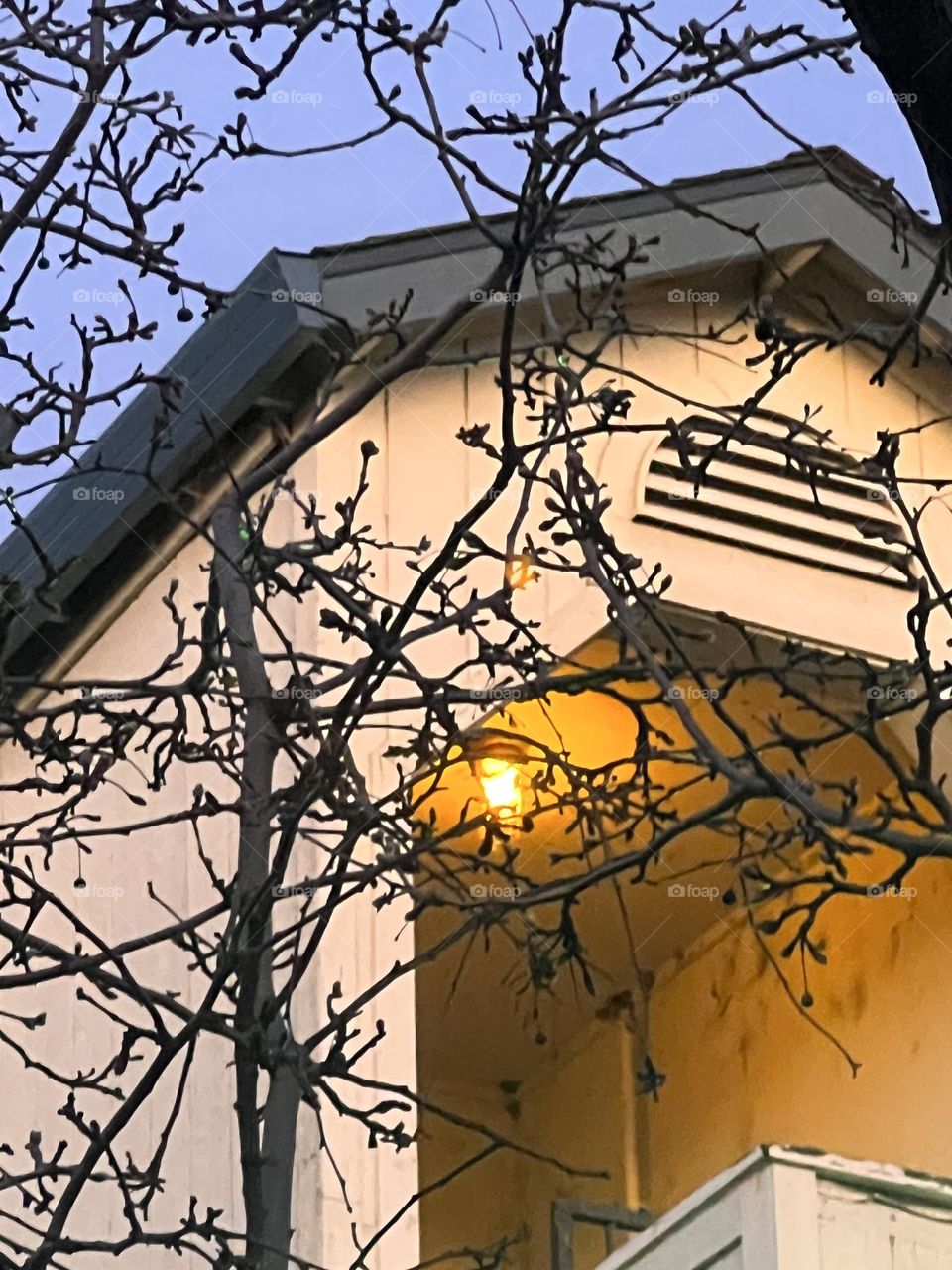 Tree branches in front of an entryway.