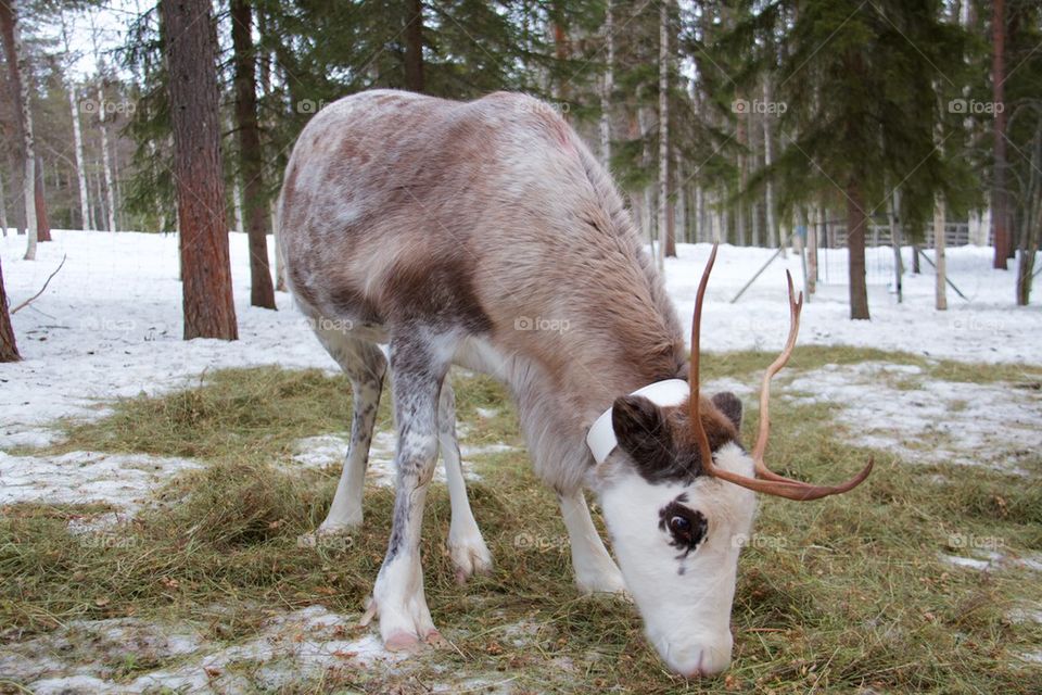 Reindeer farm in Lapland 