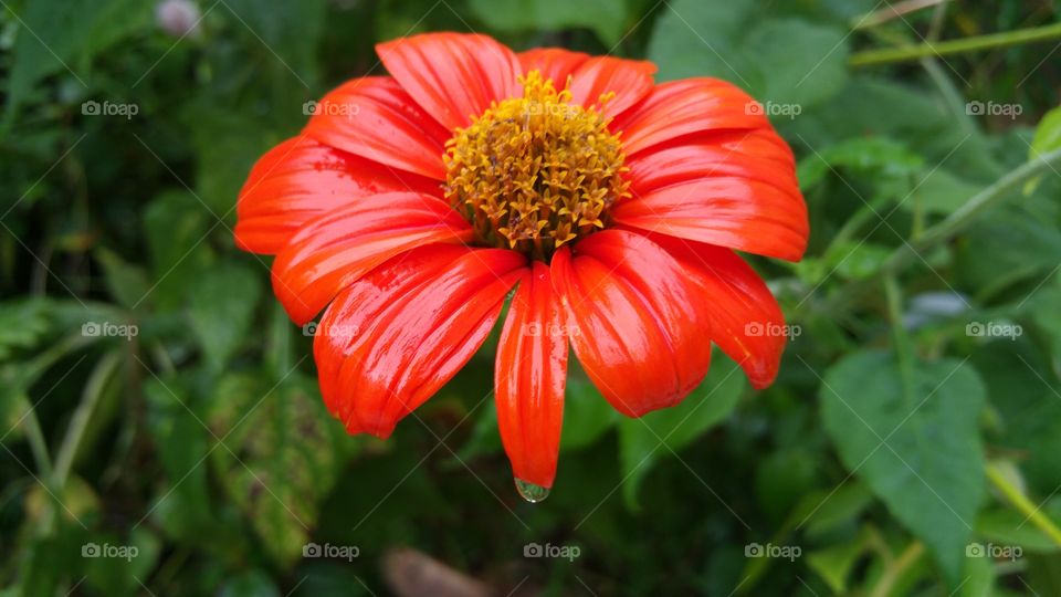 Close-up of bright flower