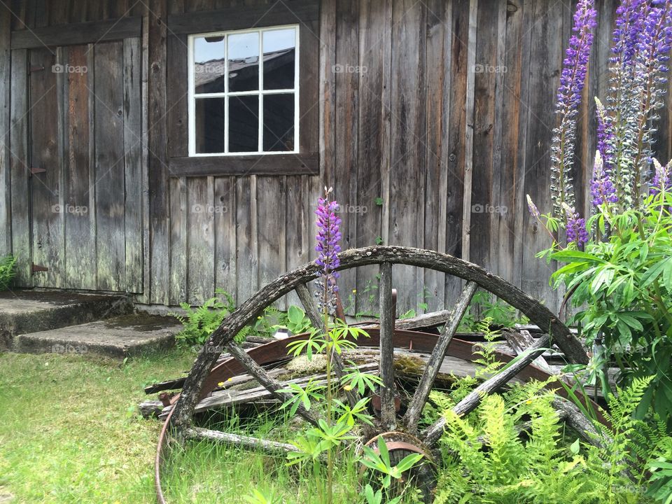 Old cabin and wagon wheel. 