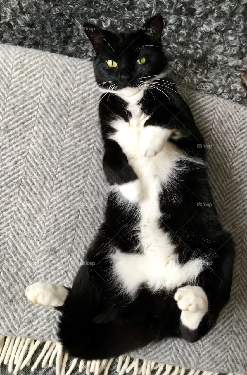 Black and white cat on gray wool blanket