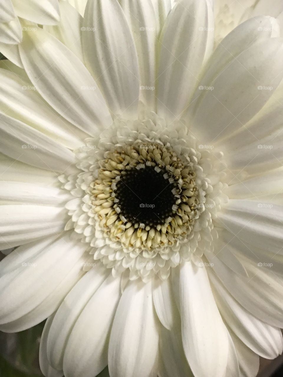White Gerbera Daisy 