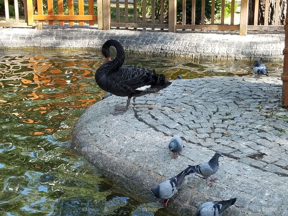 a black swan and pigeons in kuğlu park in Ankara Turkey