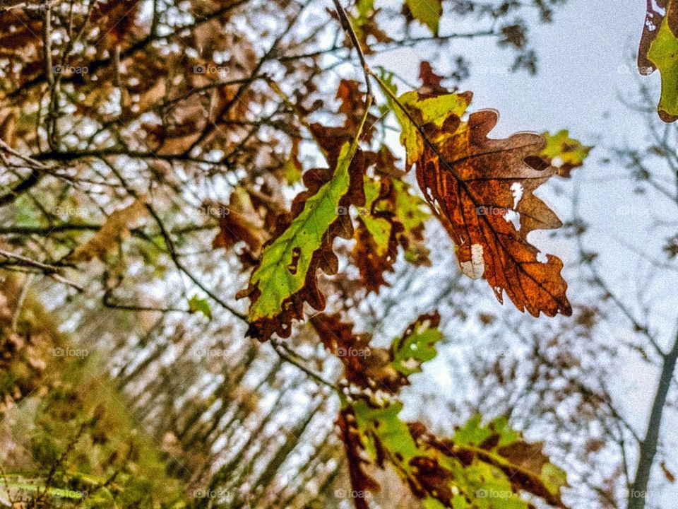 autumn scars