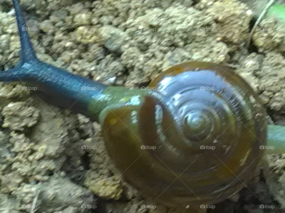 Because of the very beautiful, simple and peaceful nature of the creatures, this number of animals is increasing.snail.