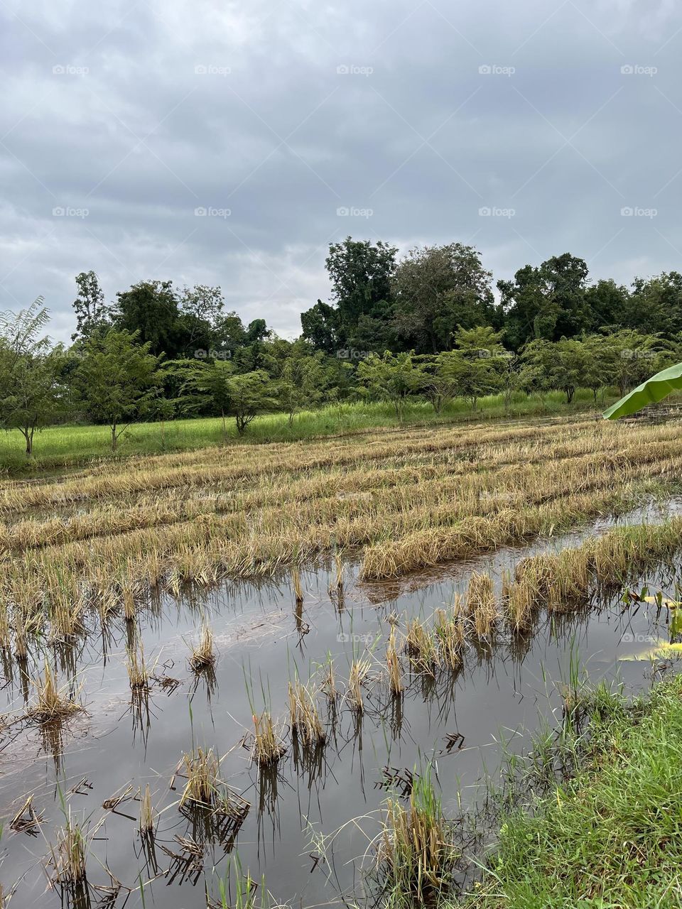 Upload your Photo of the Week, Countryside.