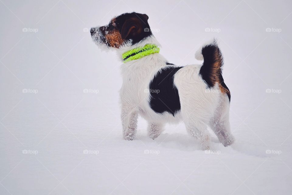 Terrier in the snow