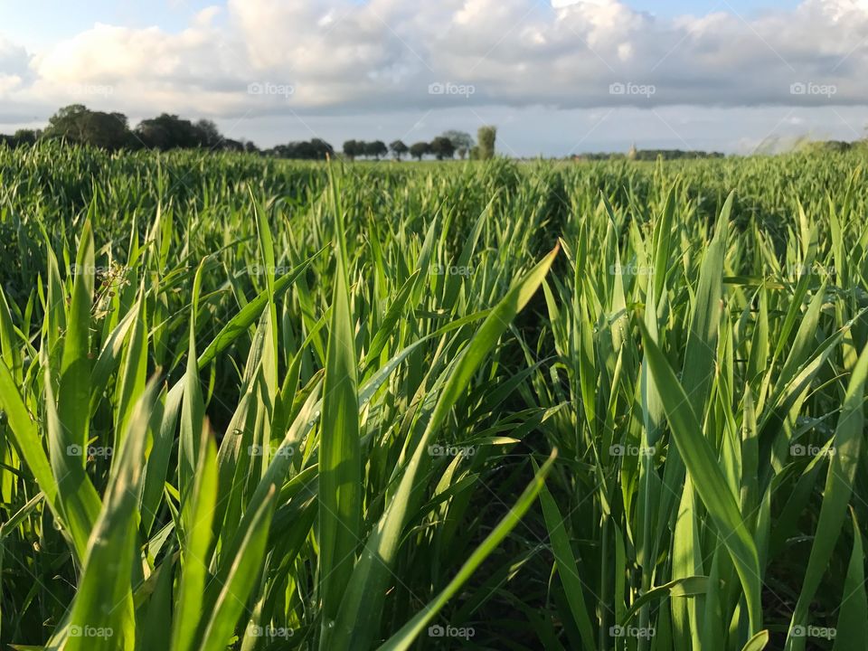 Green lush fields