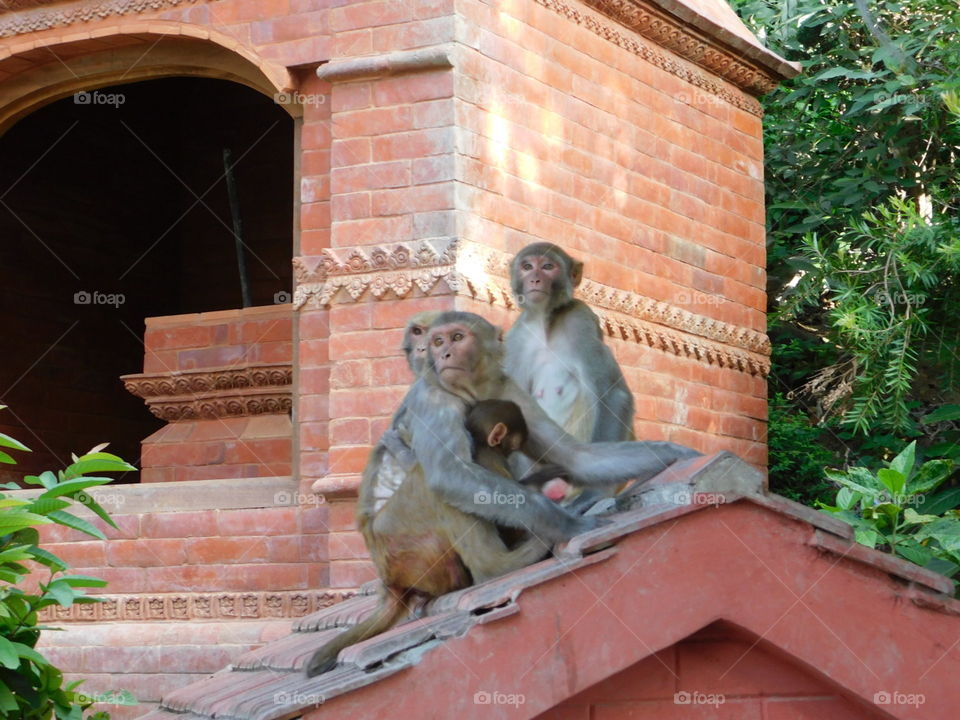 monkey family in temple