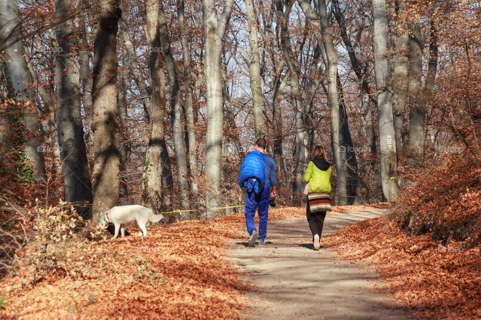 A walk in the woods in the fall