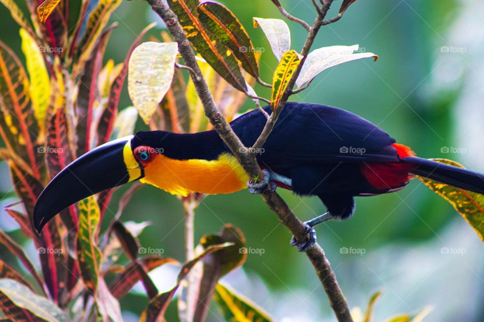 Tucano em seu habitat natural 