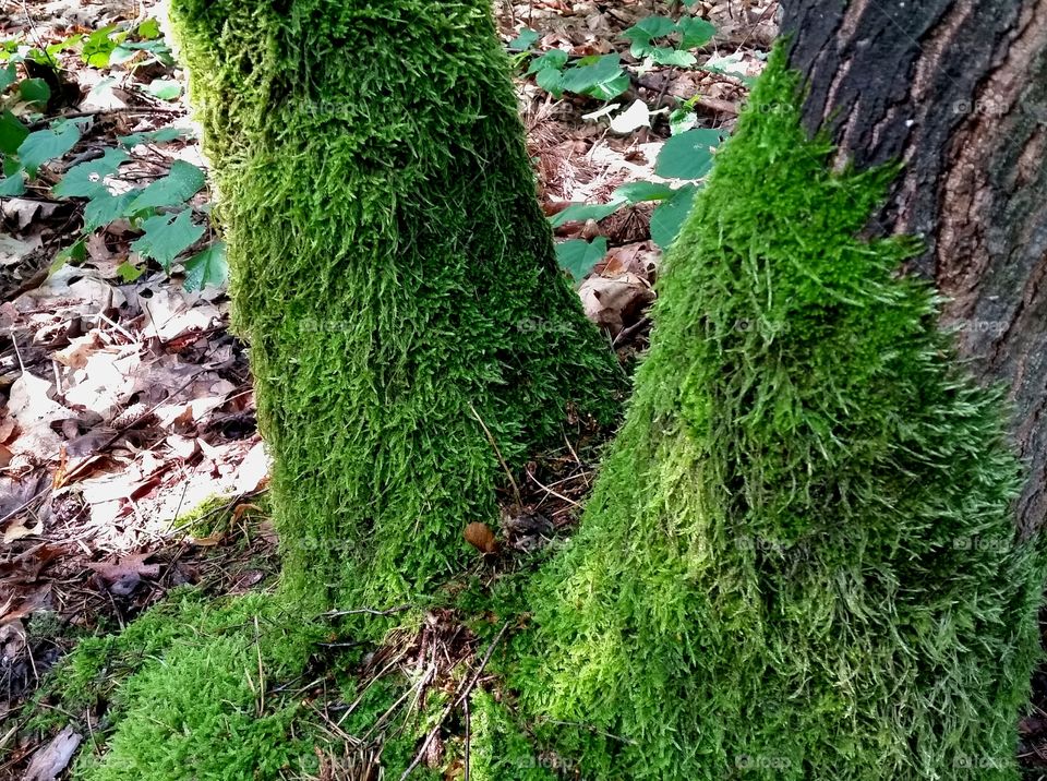 Moss on oak tree