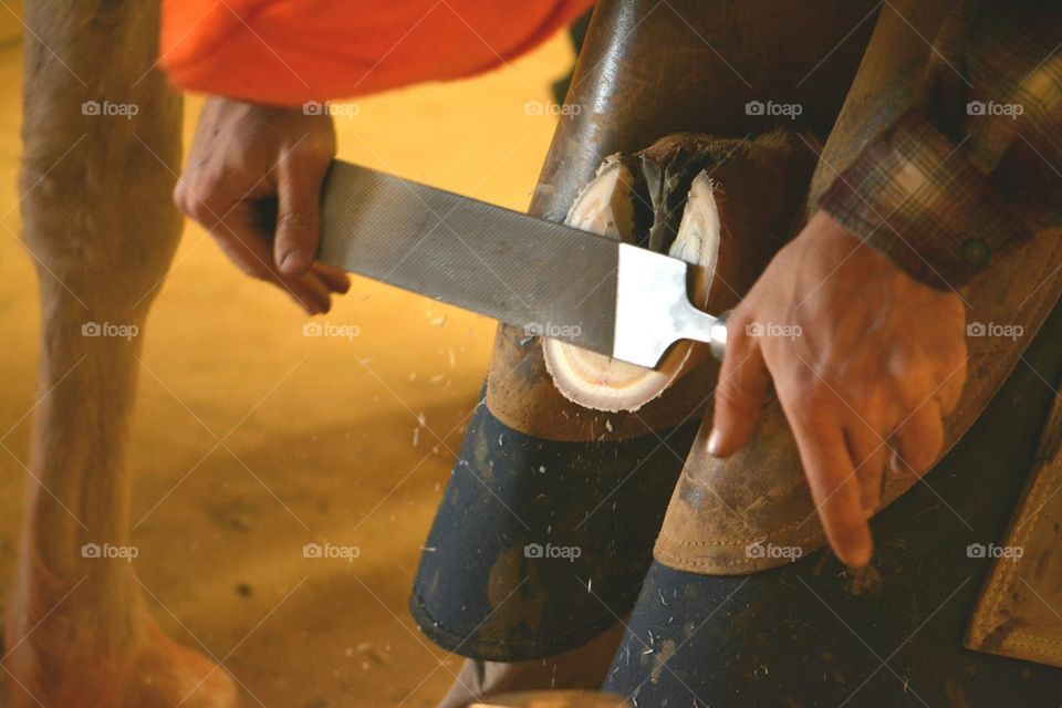 Farrier working on horse's hoof 