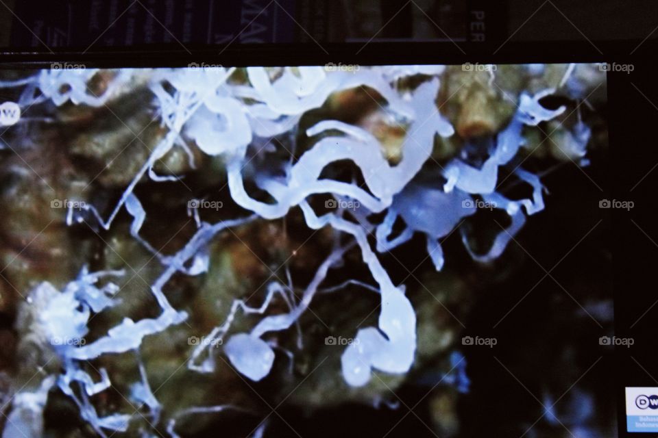 The shape is strange, it has several tentacles but this is just a drop of water that comes out of the infiltration of the top wall of a rock so it is called a clot fungus.