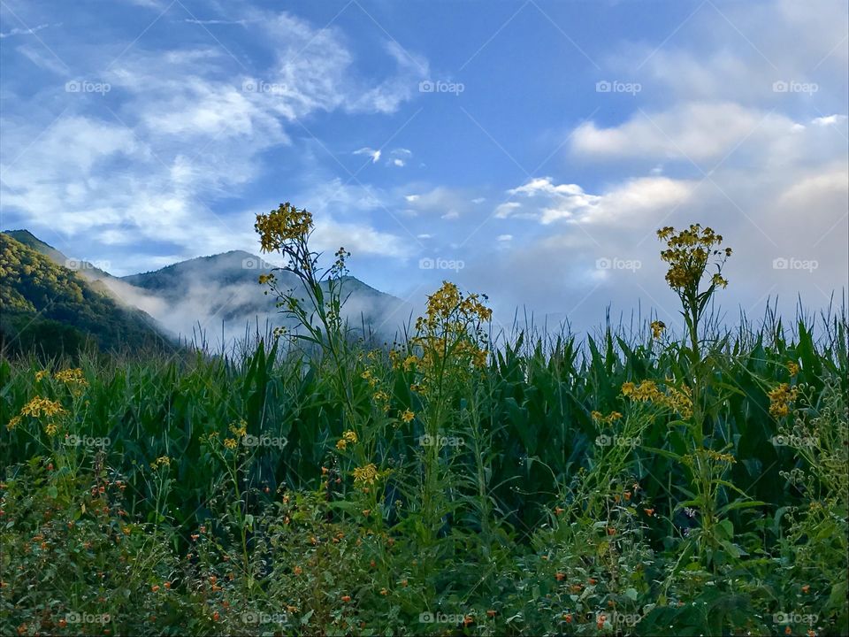Yellow flowers on the clouds 
