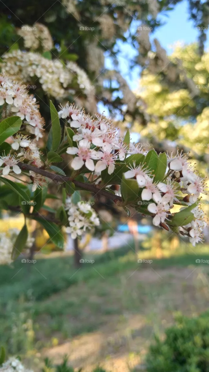 flower