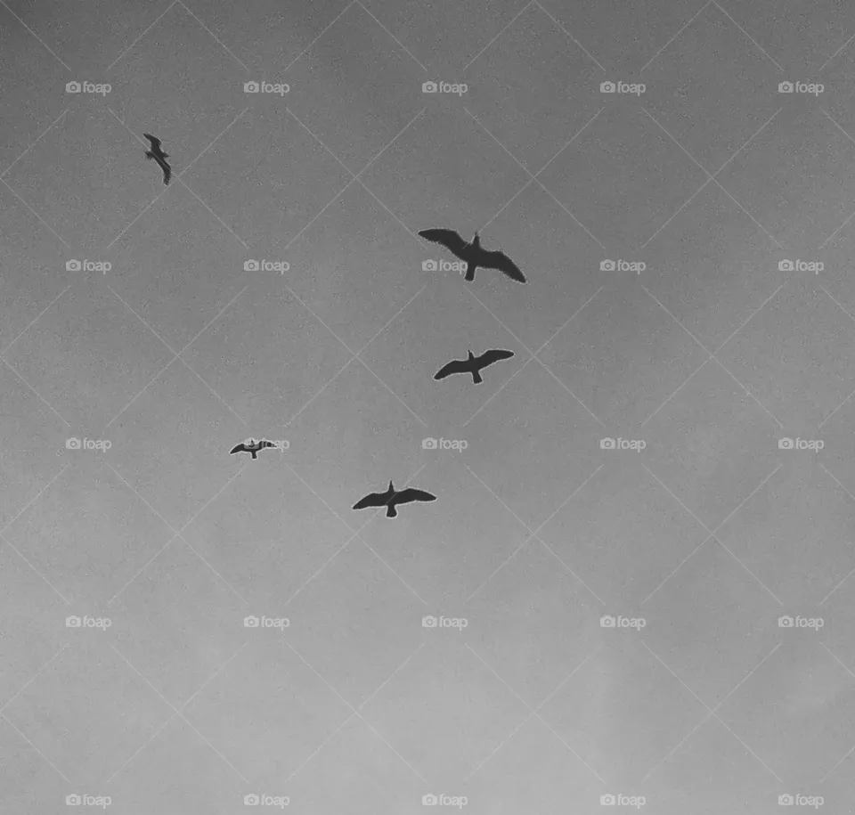 seagull
