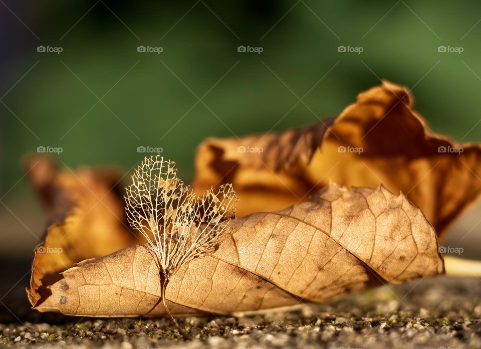 Skeletonised hydrangea petal against a dried brown leaf 