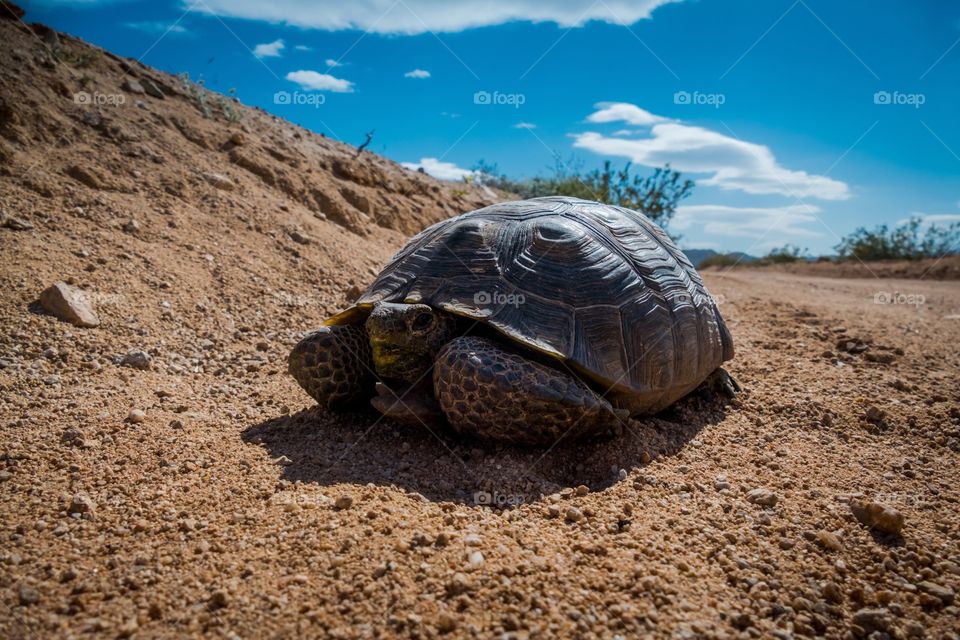 Tortoise on desert