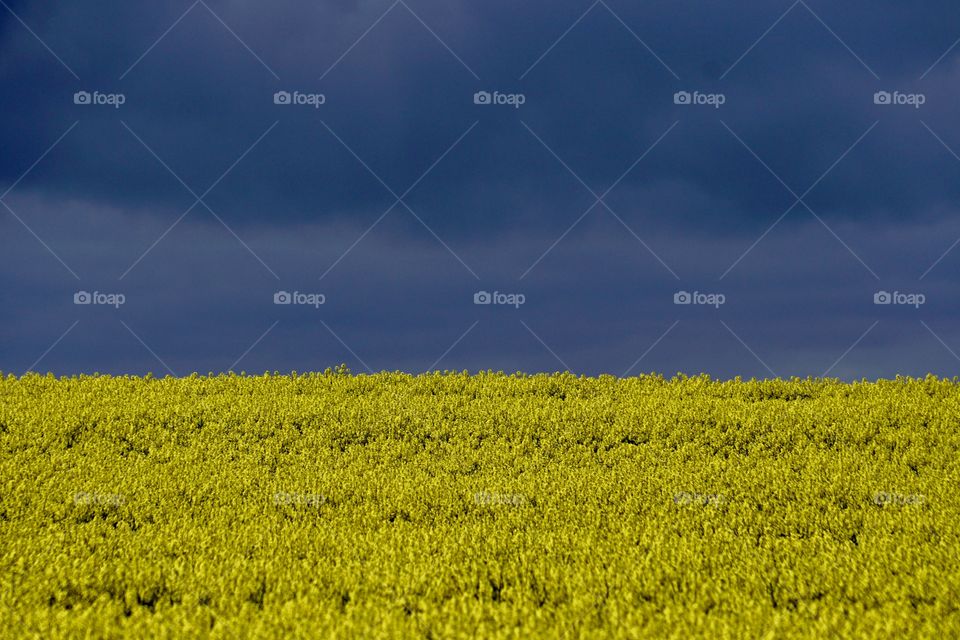 Yellow canola field with a heavy storm cloud behind