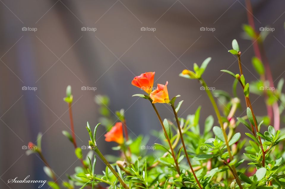 Tha flowers in the garden