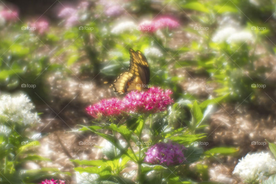 Yellow Butterfly on Pink Flowers