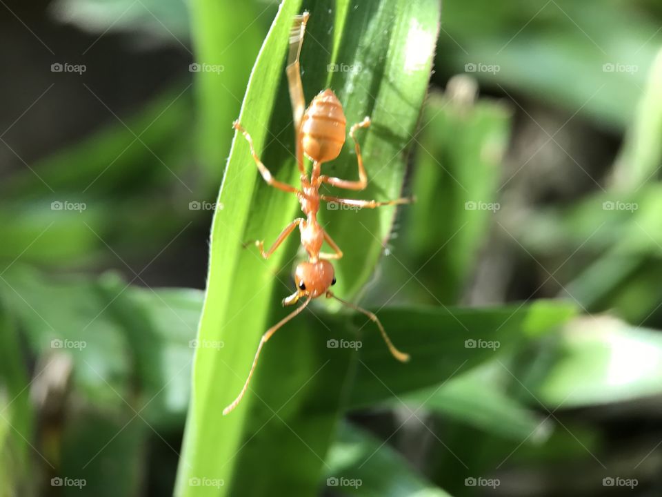 An ant on grass while sunset in Thailand got shooting on frame
