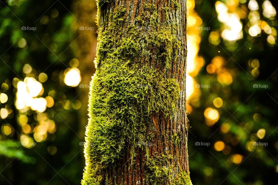 Tongases National Forest, Alaska