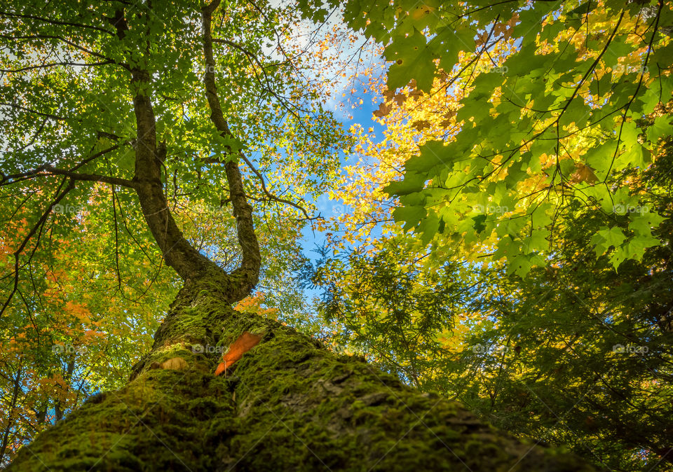 Moss on trunk