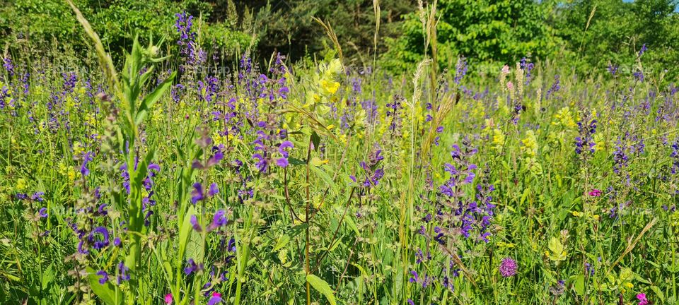 Flower meadow