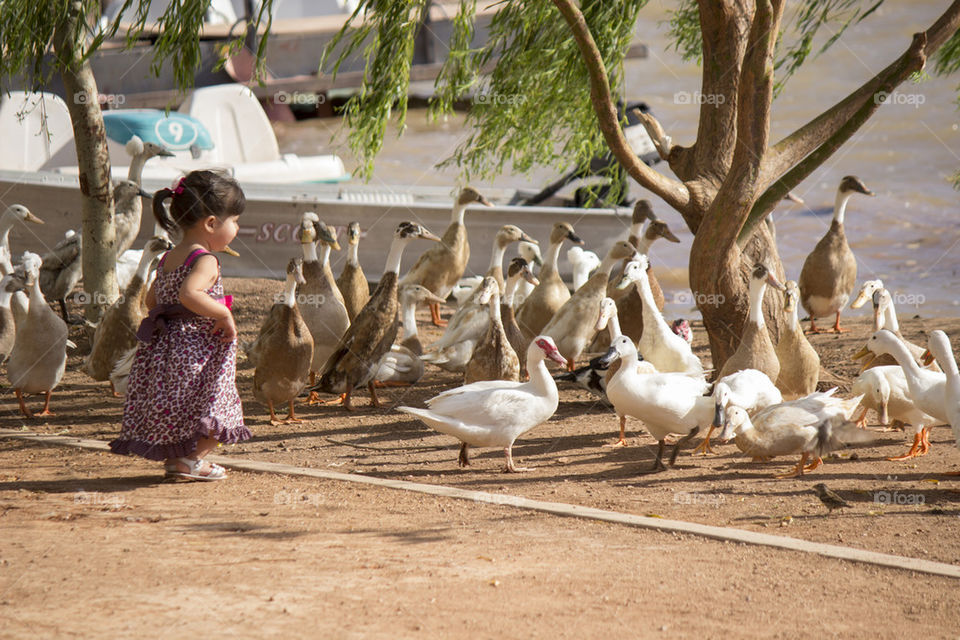 little girl and ducks