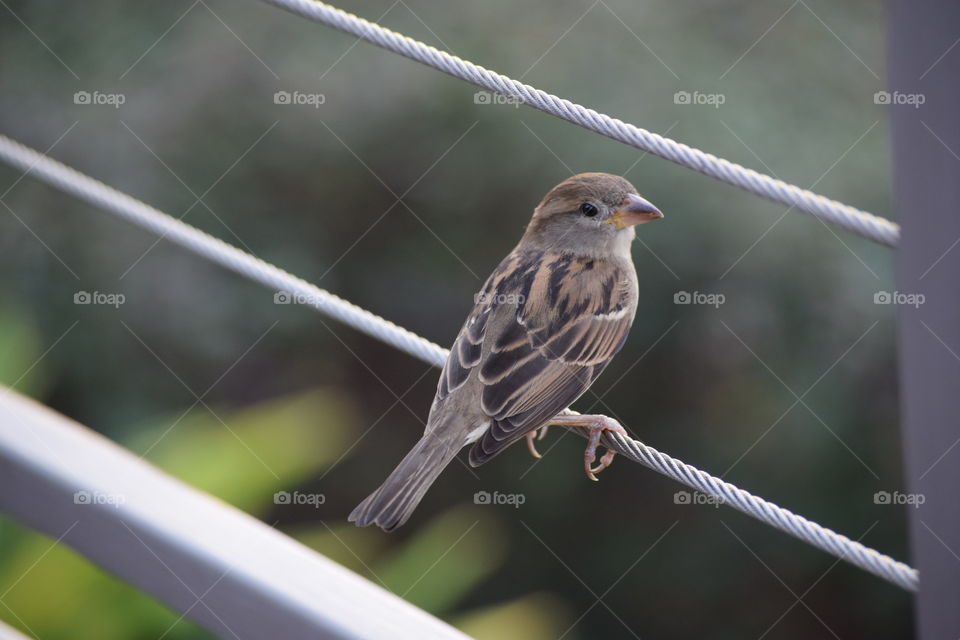 Bird perching on on wire