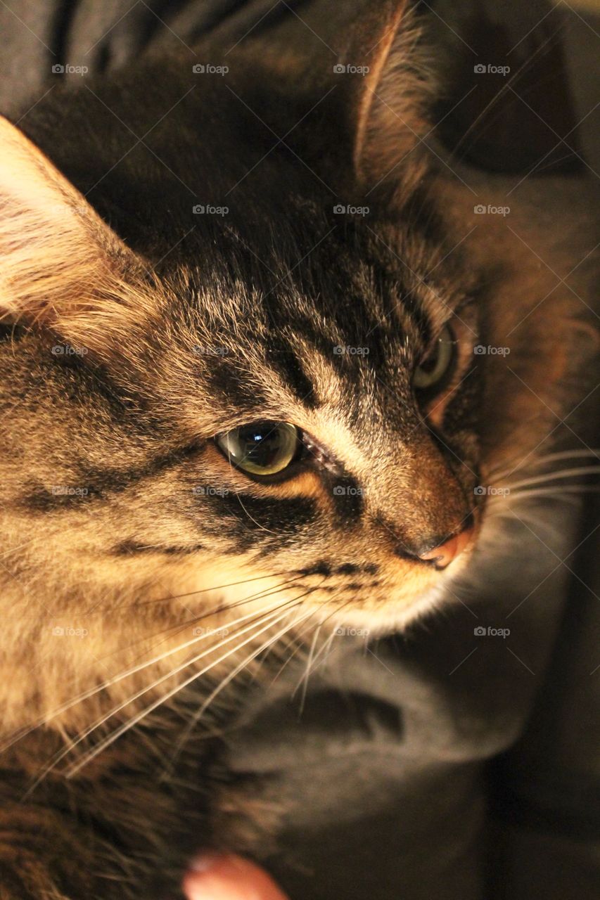 Closeup macro shot of a beautiful brown tabby cat’s face with dim dramatic indoor lighting and blurry background