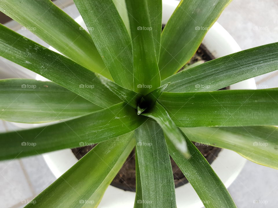 Potted pinapple plant