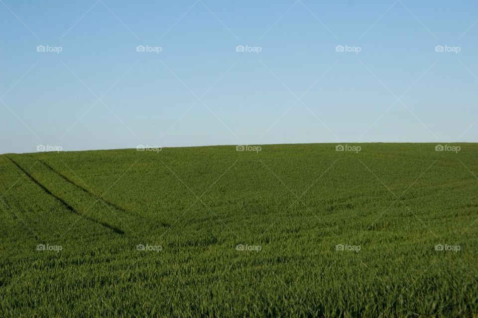 Green field