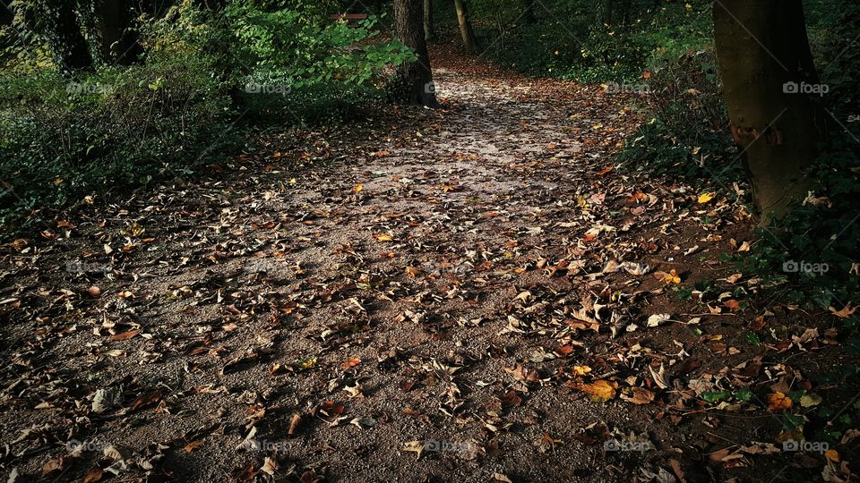 Pathway at the fall