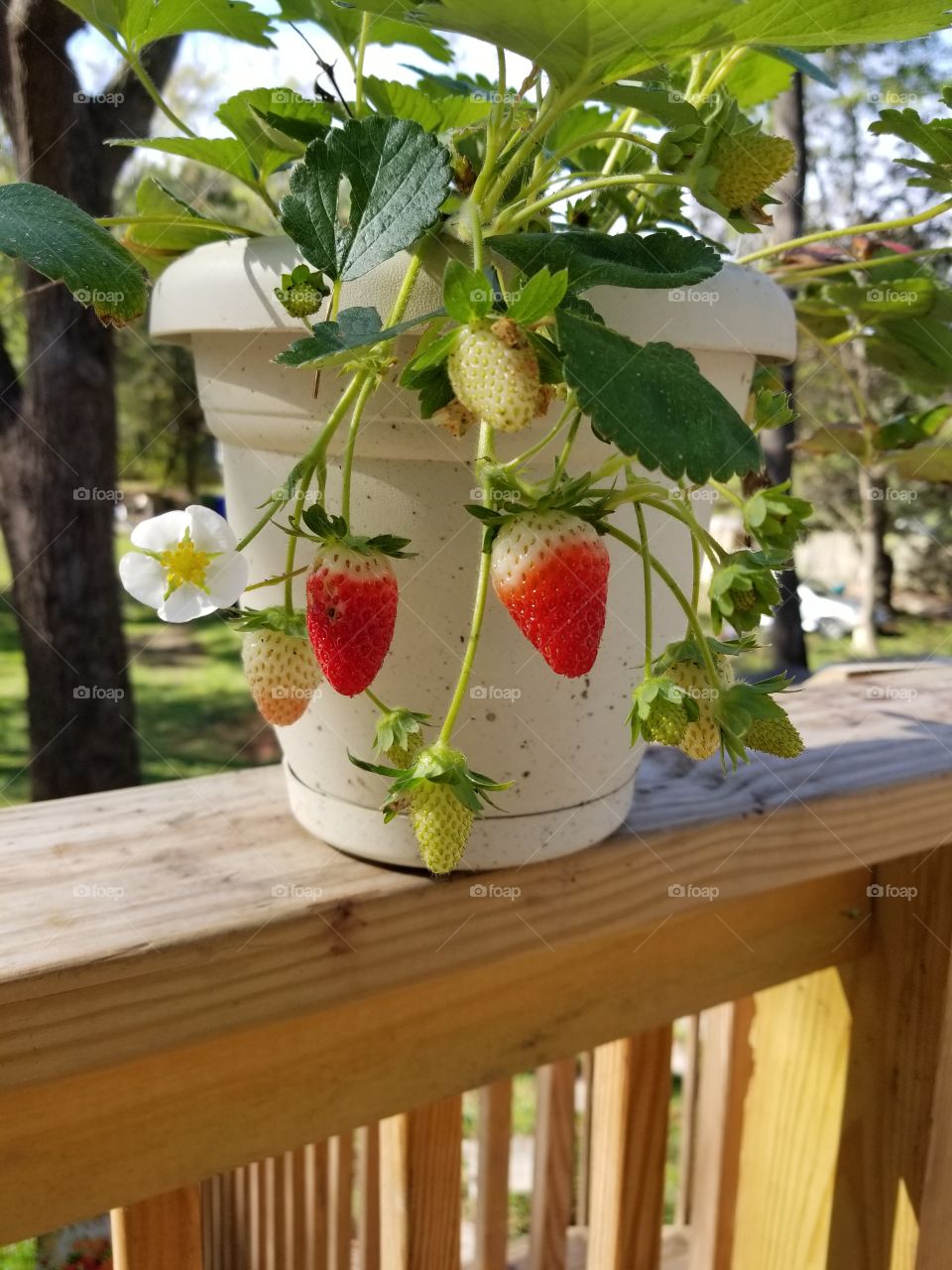 Strawberries in October