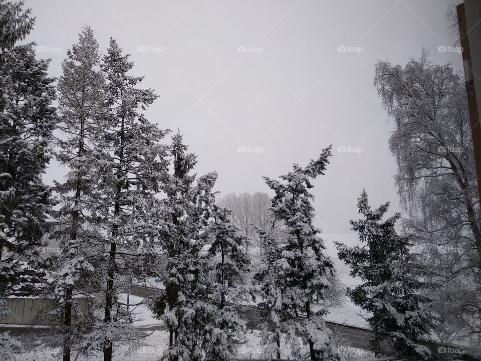 Snow, Wood, Tree, Winter, No Person