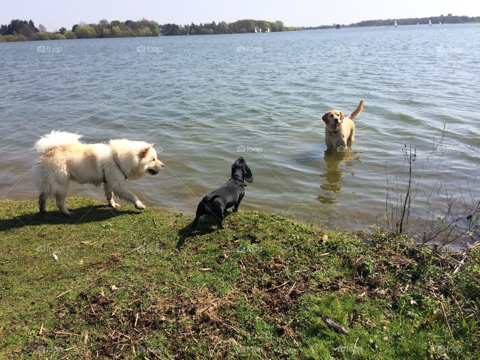 Dogs playing together after their walk
